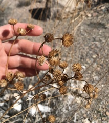 Bahiopsis reticulata