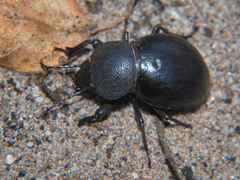 Ocnodes scrobicollis