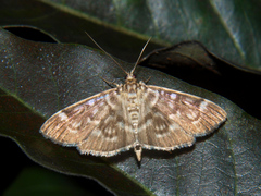 Pramadea ovialis