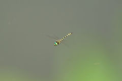 Macromia pacifica