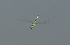 Macromia pacifica