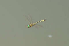 Macromia pacifica