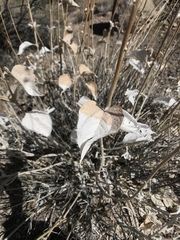 Bahiopsis reticulata