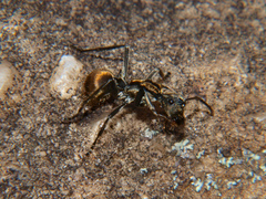 Polyrhachis epinotalis
