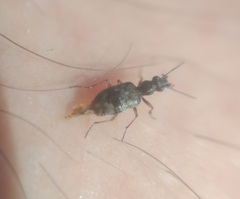 Lachnophorus