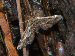 Diasemiopsis ramburialis