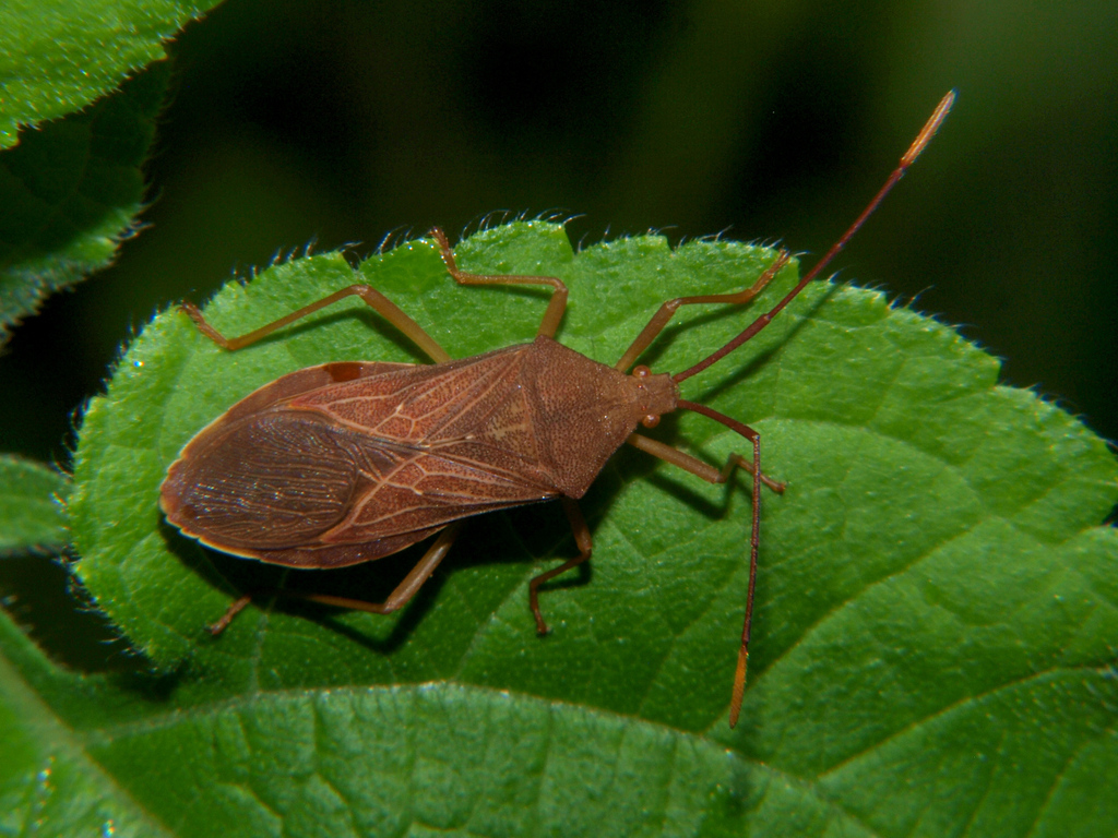 Latimbini