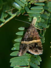 Ozarba abscissa