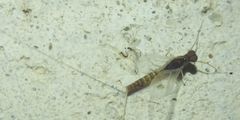 Ephemeroptera