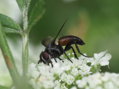 Clairvillia biguttata