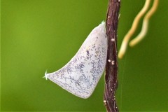 Lawana conspersa