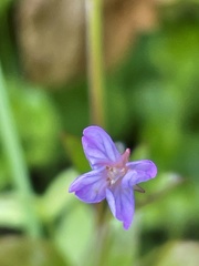 Epilobium alsinifolium