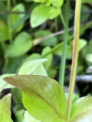 Epilobium alsinifolium