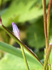 Epilobium alsinifolium