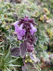 Stachys elliptica