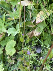 Epilobium alsinifolium
