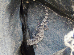 Mediodactylus heterocercus