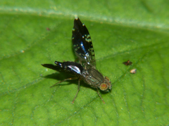 Platensina diaphasis