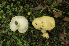 Russula farinipes