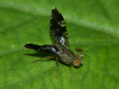 Platensina diaphasis