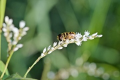 Eristalina
