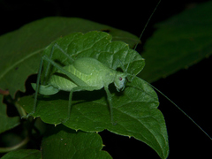 Eulioptera reticulata