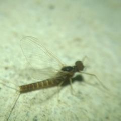 Ephemeroptera