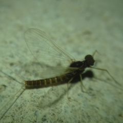Ephemeroptera