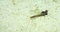 Ephemeroptera