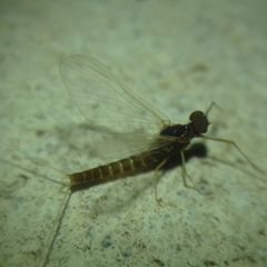 Ephemeroptera