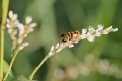 Eristalina