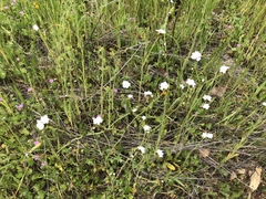 Plagiobothrys collinus californicus