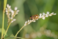 Eristalina