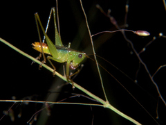 Conocephalus iris