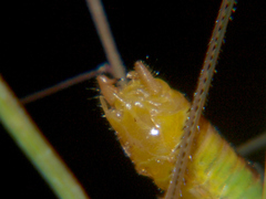 Conocephalus iris