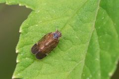 Tachycixius pilosus