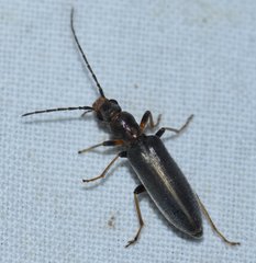 Oxycopis falli