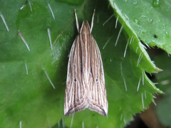 Helcystogramma hystricella