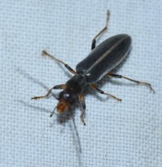 Oxycopis falli