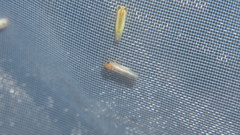 Apheliona ferruginea