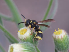 Ancistrocerus biphaleratus