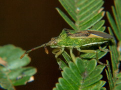 Ceratopachys nigricornis