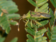 Ceratopachys nigricornis