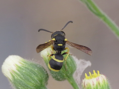 Ancistrocerus biphaleratus