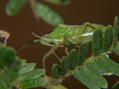 Ceratopachys nigricornis