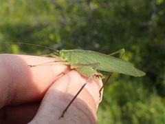 Scudderia curvicauda