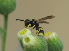 Ancistrocerus biphaleratus