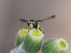 Ancistrocerus biphaleratus
