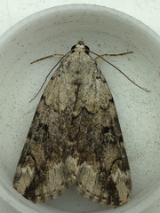 Catocala micronympha