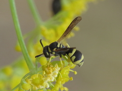 Parodontodynerus ephippium